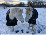 equine heaven