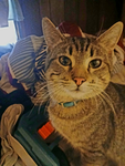 Catg3 studio's/community