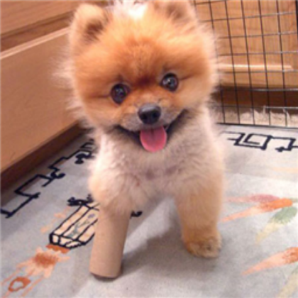 cute baby dog Roblox decal