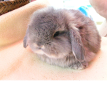 The_Rabbit_Group!