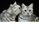 The Purrfect Cats