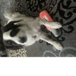 Oreo dog fan group