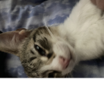 my fan cat group