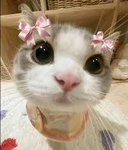 Strawberry Meows!