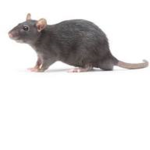 esrpidpsor