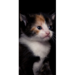 Cute gatti