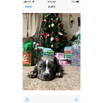 Nugget and Dog group