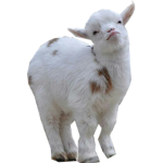 Republic of gaming goats