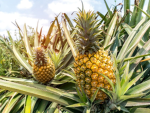scary pineapple