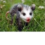 Save teh baby animalz