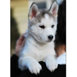 THEDOG PEOPLE