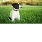 Doggie gwoop!