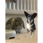 Benji+Bella Group