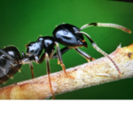 ANT WORLDS