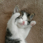 Kitty fans XD