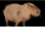 Queen of Capybaras
