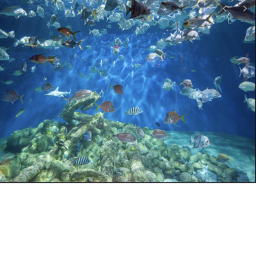 The Aquarium