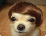 Crazy dog [dum dog]