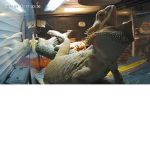bros before dinos