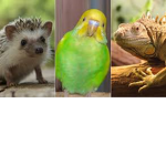 Exotic Pets United