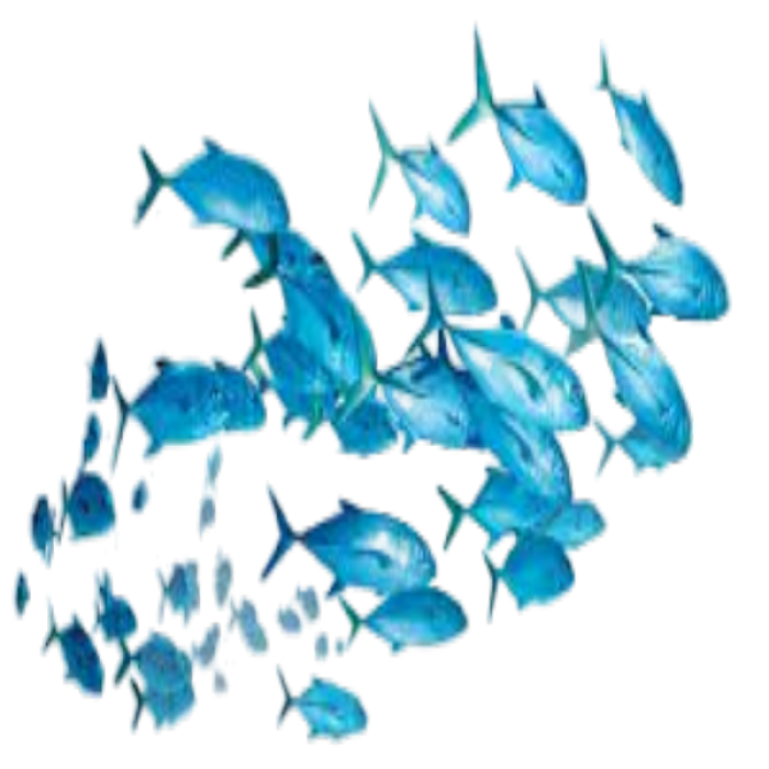 school of fish png Roblox decal