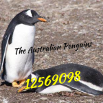 The Australian Penguins