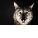 The wolfs eating waffles group