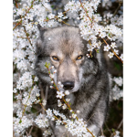 ∙Wolfie squad∙