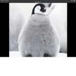 PurplePenguins