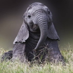 Elephants Rule!!!