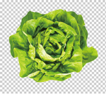Official Lettuce Cult