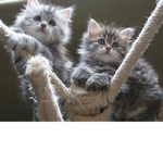 the meow_meow squad