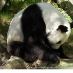 Panda mädels gruppe