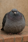 Tremendously Fat Pigeon Studios