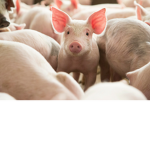 piggys play
