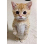 ELLLLL GATTTOOOOOOOO