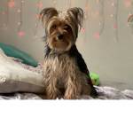 My dog Charlie ok
