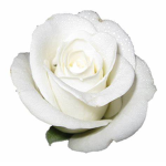 White Roses Store