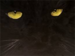 Midnight intimidators