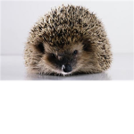 Hedgehog Productions