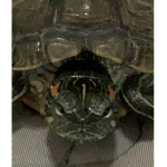 HauraAndTurtle GROUP