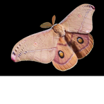The Cloth Moth