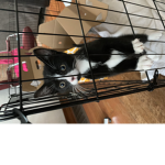 Oreo the kitty
