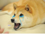 The Crying Doge