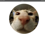 SUSSY GROUP (cats only)
