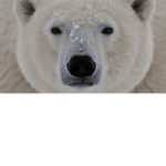 polar bear United