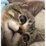 Oreo the kitty cat