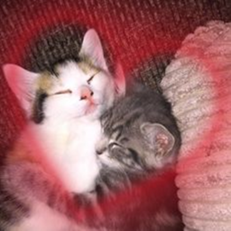 🐈🐈‍⬛💞