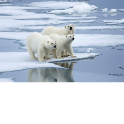 Home (polar bears)