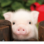Piggy palace